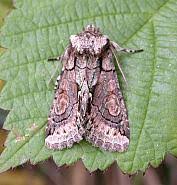 Attēlu rezultāti vaicājumam “Allophyes oxyacanthae”