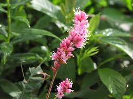 Attēlu rezultāti vaicājumam “Polygonum amphibium leaf”