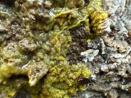 Attēlu rezultāti vaicājumam “Willkommlangea reticulata plasmodium”