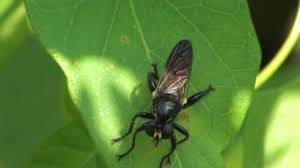 Attēlu rezultāti vaicājumam “Choerades sp.”