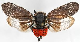 Attēlu rezultāti vaicājumam “Fuligo licentii macro”