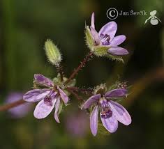 Attēlu rezultāti vaicājumam “Erodium cicutarium”