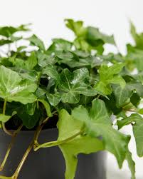 Attēlu rezultāti vaicājumam “Hedera helix  leaf”