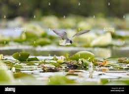 Attēlu rezultāti vaicājumam “Chlidonias niger eggs”