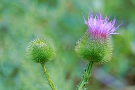 Attēlu rezultāti vaicājumam “Carduus crispus leaf”