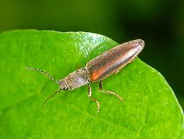 Attēlu rezultāti vaicājumam “Athous sp.”