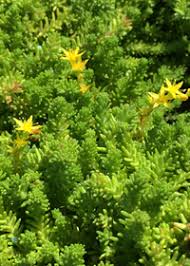 Attēlu rezultāti vaicājumam “Sedum sexangulare”