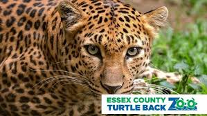 Image result for Essex Leopards