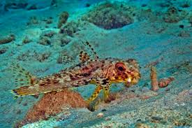 Image result for Dactylopterus volitans