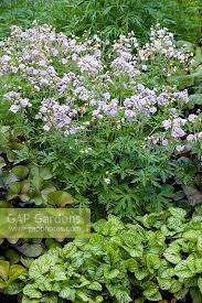 Image result for Geranium `Summer Skies`
