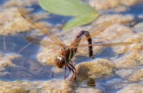 Attēlu rezultāti vaicājumam “Aeshna grandis”