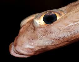 Image result for Glyptocephalus cynoglossus