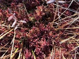 Attēlu rezultāti vaicājumam “Sphagnum rubellum”