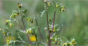 Attēlu rezultāti vaicājumam “Senecio vulgaris”