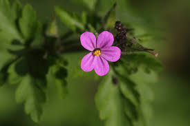 Attēlu rezultāti vaicājumam “Geranium palustre flower”