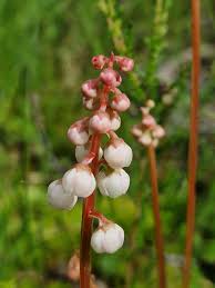 Attēlu rezultāti vaicājumam “Pyrola minor flower”