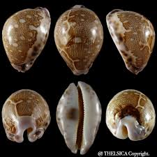 Attēlu rezultāti vaicājumam “Leporida”