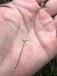 Attēlu rezultāti vaicājumam “Trichia ambigua stalked”