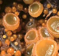 Attēlu rezultāti vaicājumam “Ascobolus furfuraceus”