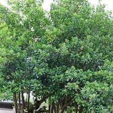 Attēlu rezultāti vaicājumam “Caprifoliaceae”