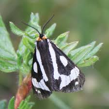 Attēlu rezultāti vaicājumam “Parasemia plantaginis”