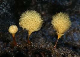 Attēlu rezultāti vaicājumam “Hemitrichia calyculata stalked”