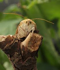 Attēlu rezultāti vaicājumam “Noctua fimbriata”