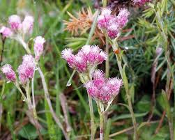 Attēlu rezultāti vaicājumam “Antennaria dioica leaf”
