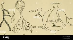 Attēlu rezultāti vaicājumam “Lycogala botrydium spores”