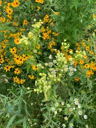 Attēlu rezultāti vaicājumam “Erigeron annuus flower”