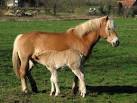 a small horse breed that - via Daymix