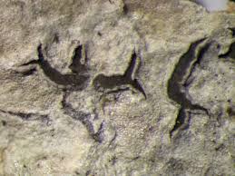 Attēlu rezultāti vaicājumam “Phaeographis dendritica”