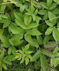 Attēlu rezultāti vaicājumam “Chaerophyllum aromaticum”
