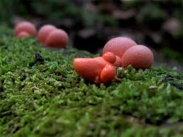 Attēlu rezultāti vaicājumam “Lycogala confusum macro”