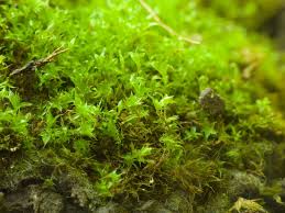 Attēlu rezultāti vaicājumam “Bryum caespiticium”