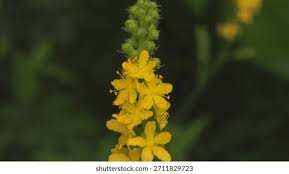 Attēlu rezultāti vaicājumam “Agrimonia pilosa”