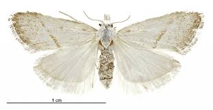 Attēlu rezultāti vaicājumam “Nolidae”