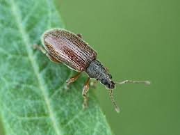 Attēlu rezultāti vaicājumam “Phyllobius”