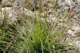 Attēlu rezultāti vaicājumam “Carex digitata”