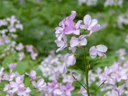 Attēlu rezultāti vaicājumam “Cardamine bulbifera leaf”