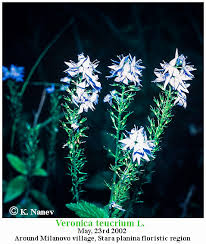 Attēlu rezultāti vaicājumam “Veronica austriaca subsp. teucrium flower”