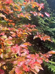 Attēlu rezultāti vaicājumam “Hamamelis vernalis leaf”