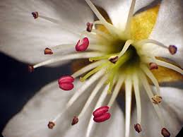 Attēlu rezultāti vaicājumam “Pyrus communis bud”