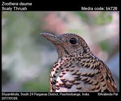 Image result for Zoothera dauma