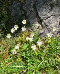 Attēlu rezultāti vaicājumam “Pinguicula alpina flower”