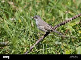 Image result for Sylvia rueppelli