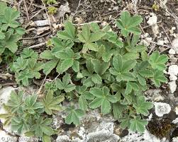 Attēlu rezultāti vaicājumam “Potentilla arenaria”