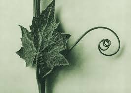 Attēlu rezultāti vaicājumam “Bryonia alba”