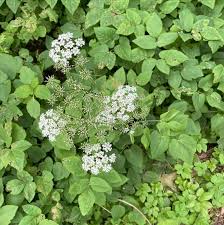 Attēlu rezultāti vaicājumam “Aegopodium podagraria”