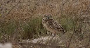 Attēlu rezultāti vaicājumam “Strigiformes”